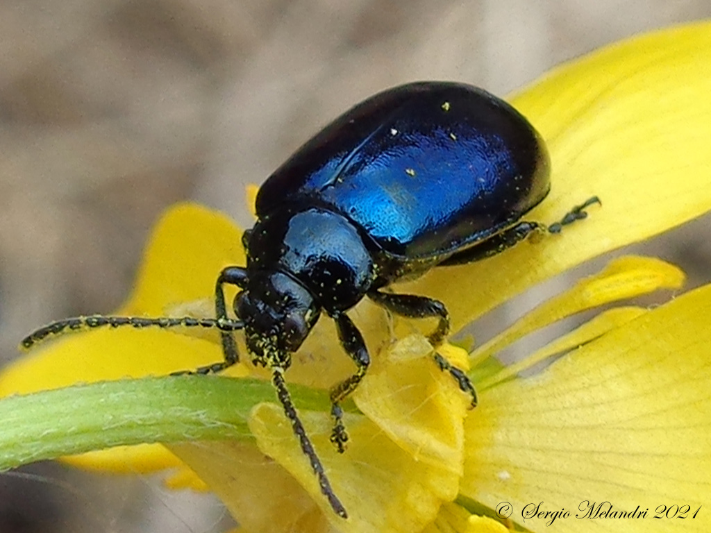 Chrysomelidae: Chrysolina ? No, Agelastica alni !